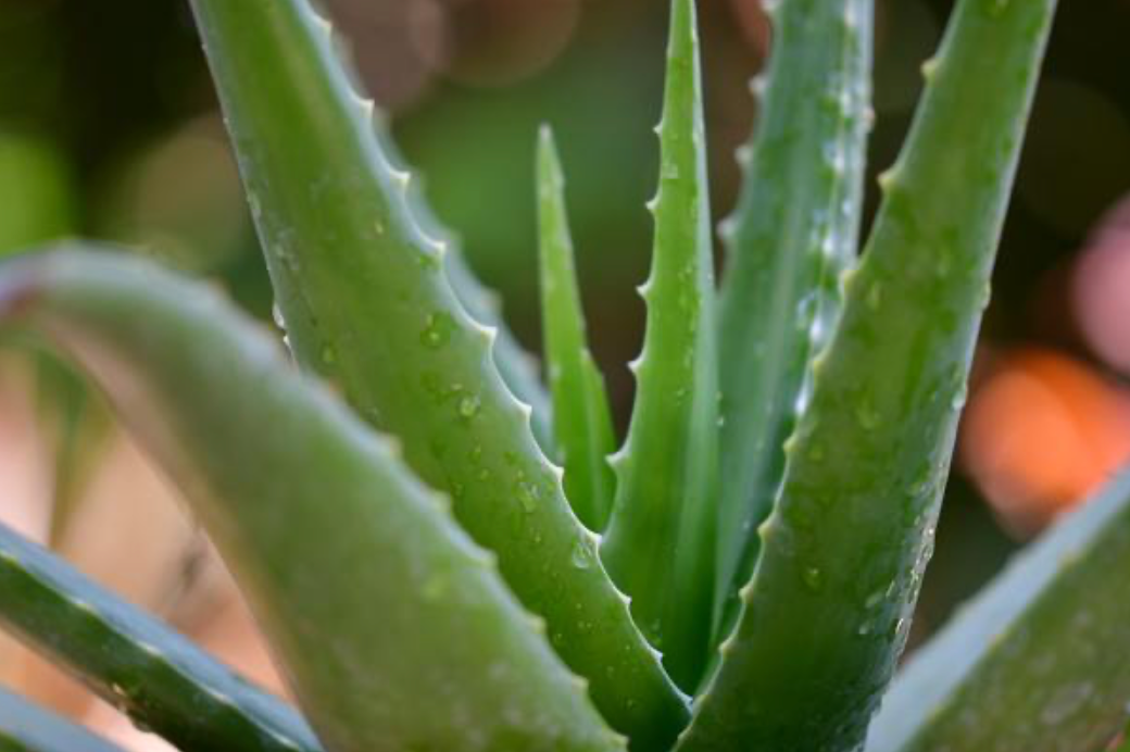 Benefits of Aloe Leaf