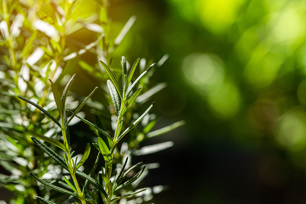 The Many Benefits of Rosemary Leaf Extract for the Skin